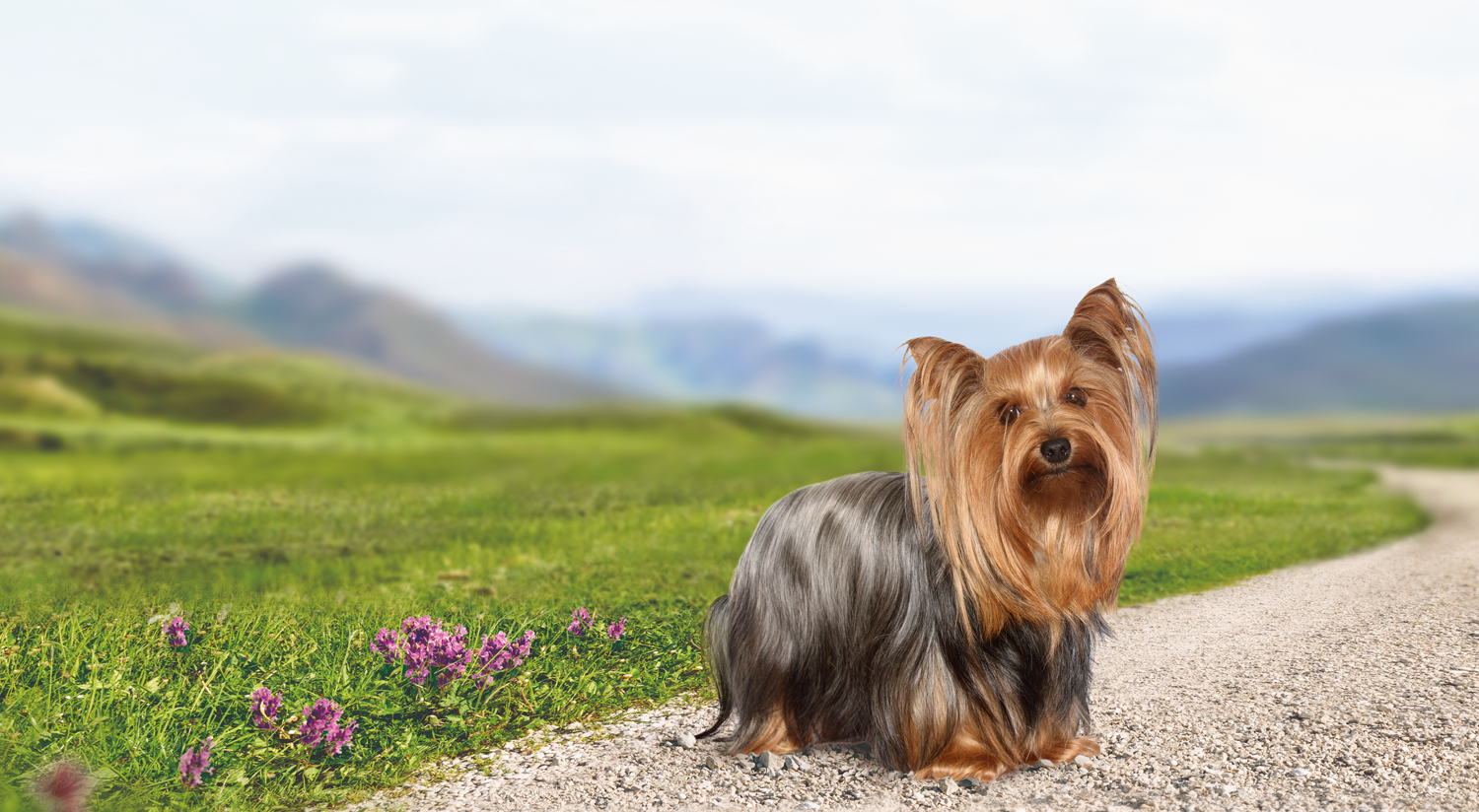 Dry dog food for adult Yorkshire Terriers